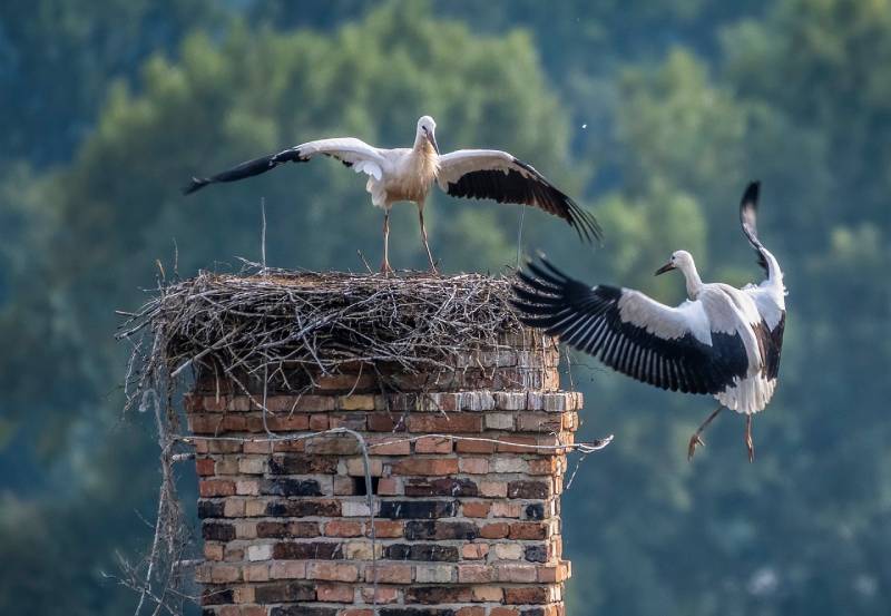 Professional Chimney Animal Removal Services in Miami, Florida